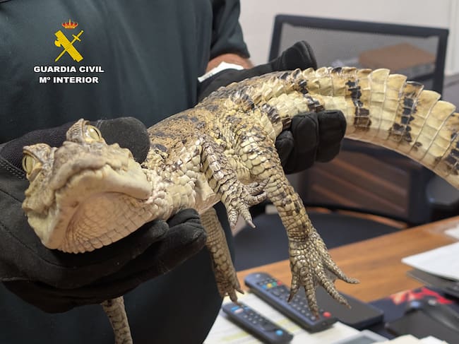 El animal fue liberado y capturado el pasado mes de julio