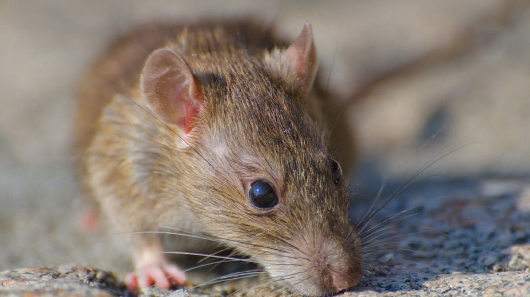 El control de plagas de ratas y cucarachas no para durante el confinamiento en València