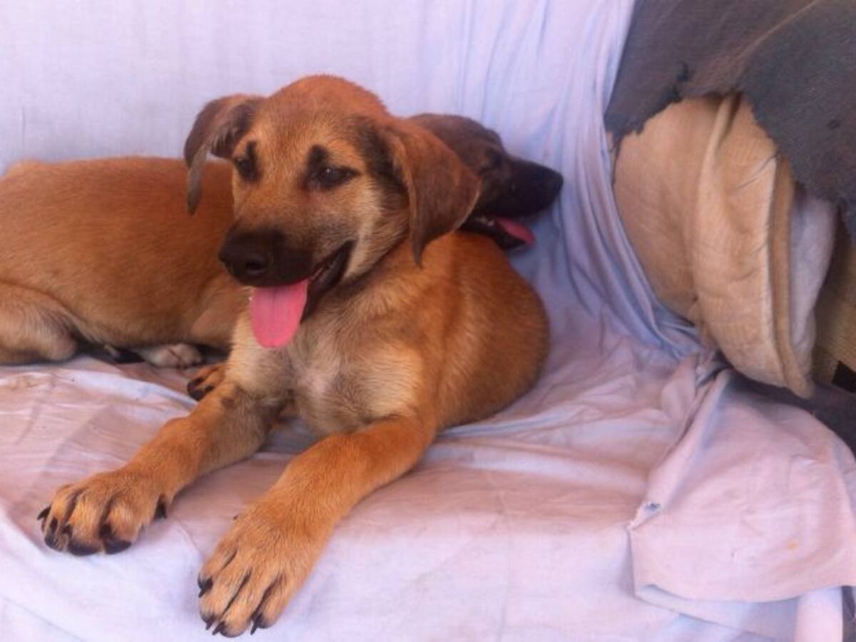 "Cuando no les sirven, los tratan como basura"