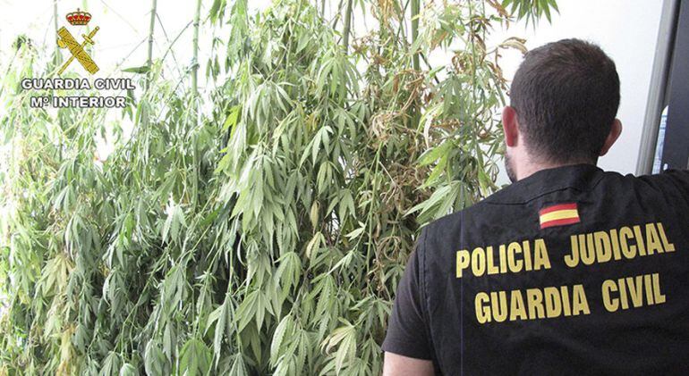 Imagen distribuida por la Benemérita tras la operación Marihuana