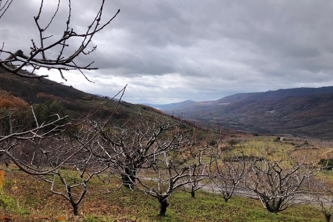 Cerezos del Valle del Jerte durante el invierno