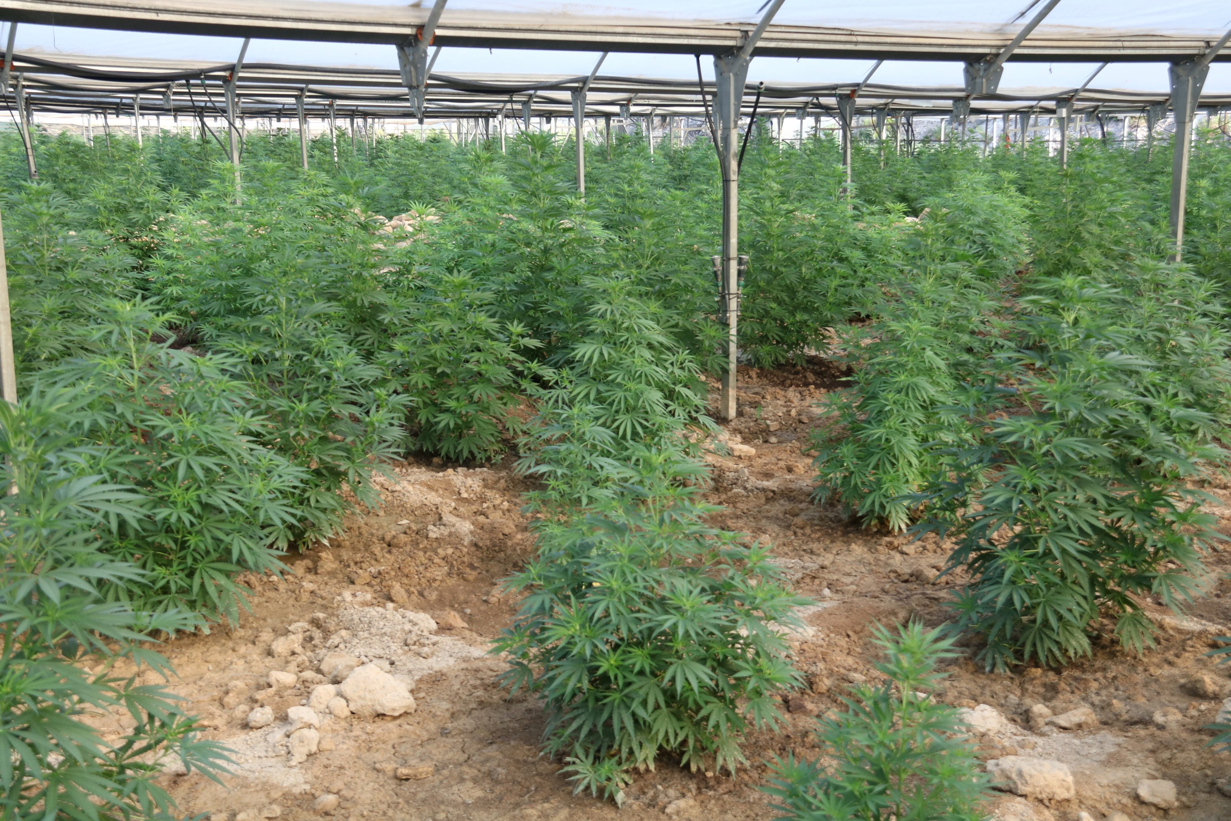 La plantació de marihuana prop d'Almatret / Ignasi Gómez