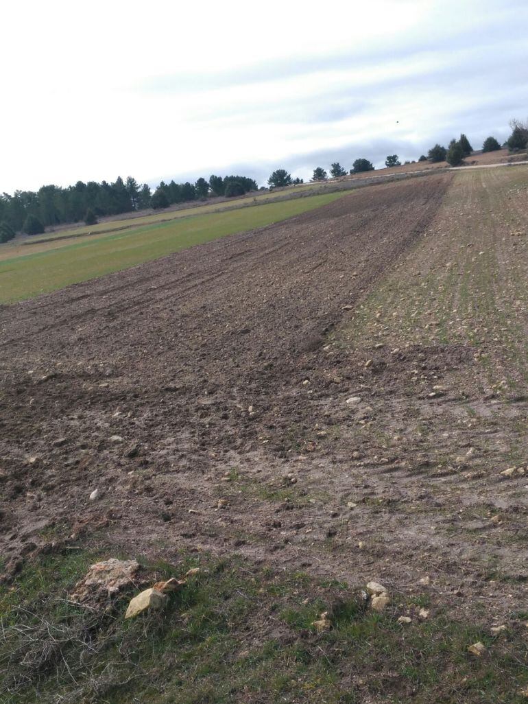 Animales salvajes entran en las explotaciones agrícolas ocasionando desperfectos y generando pérdidas a los agricultores