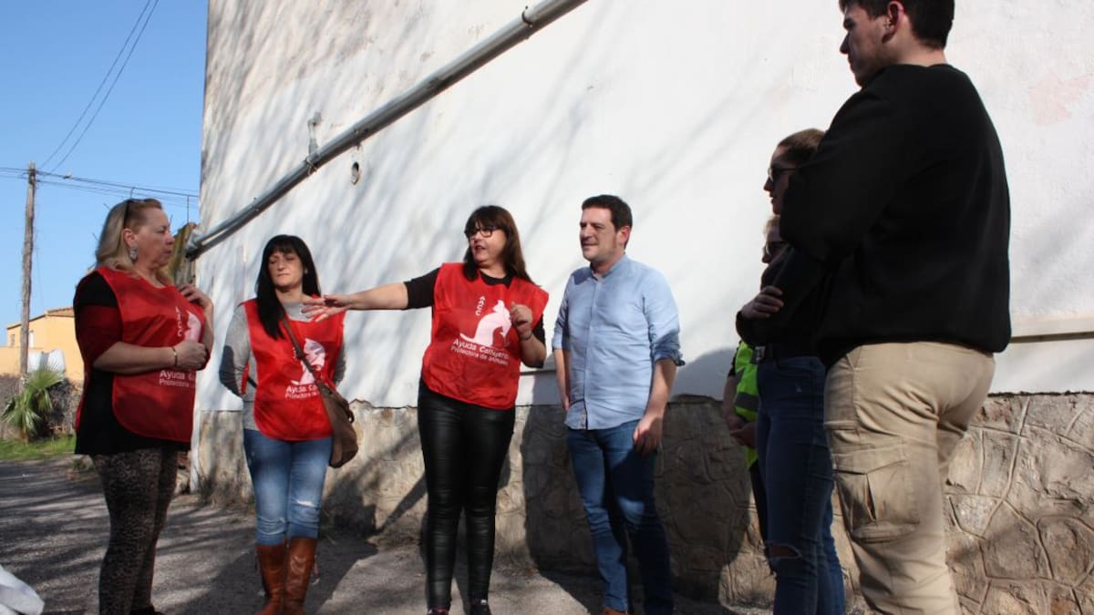 Castelló colaborará en el mantenimiento de 12 grups de gatos callejeros de la ciudad