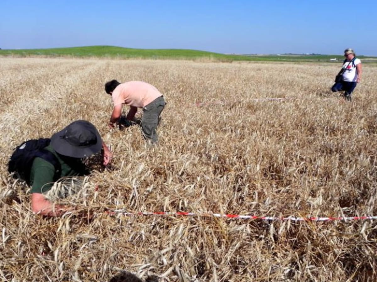Campaña de protección de los nidos de aguilucho cenizo