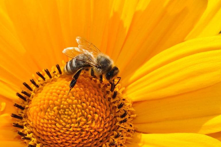 Abeja en una flor