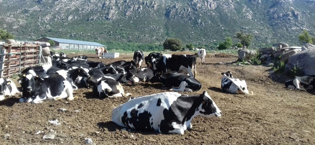 El colectivo pedía mayor protección física y jurídica para los mastines