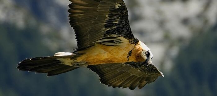 Un quebrantahuesos en pleno vuelo