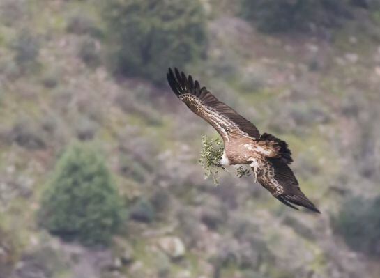 Un buitre en el cielo de Monfragüe