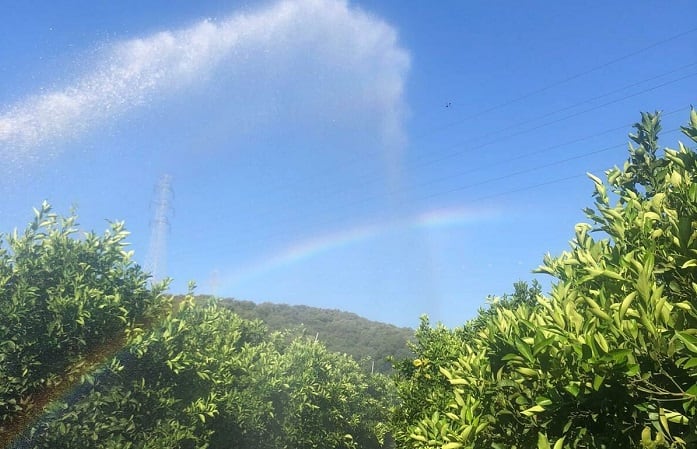 Regadío en el Campo de Gibraltar