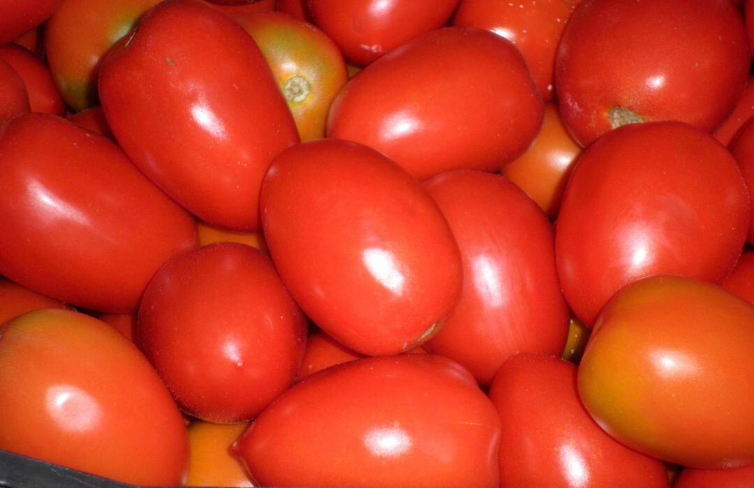 Tomate de las Vegas Altas del Guadiana