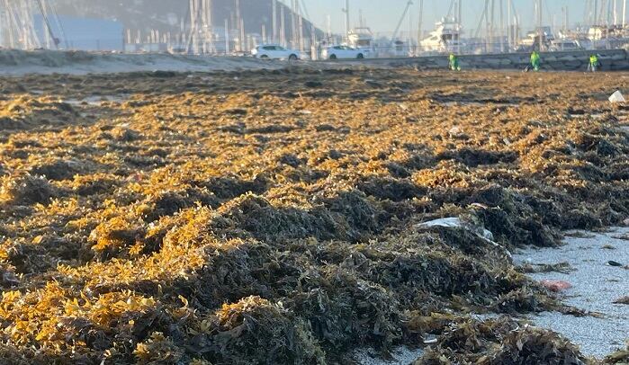 Retirada de algas en Poniente