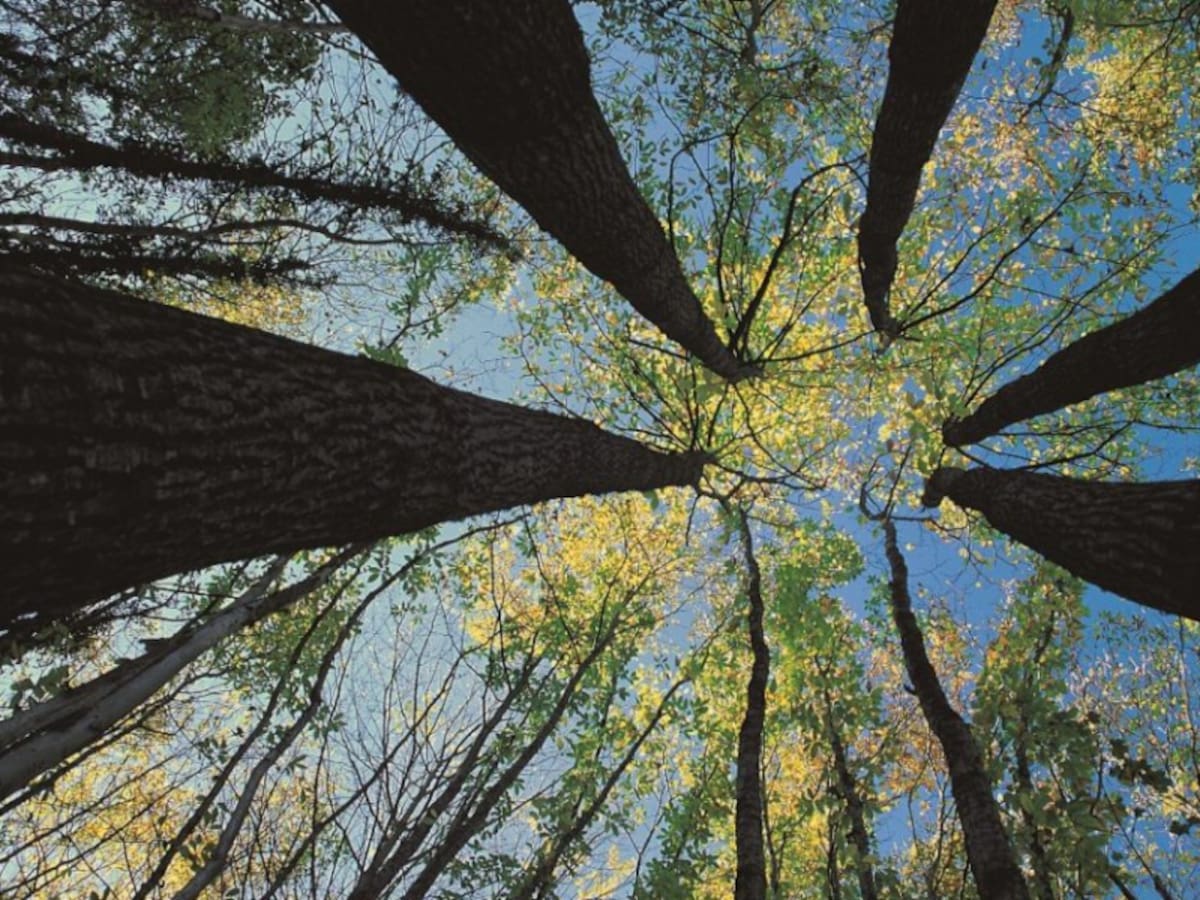 La reforestación de castaños marca la celebración del Día de los Bosques en el Principado