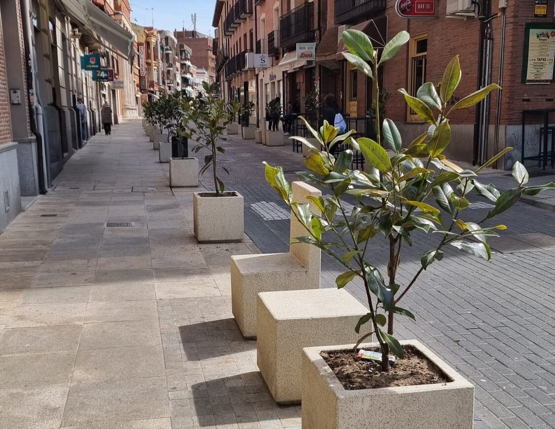 Imagen de los nuevos magnolios que se han replantado en la calle Simón Ruiz