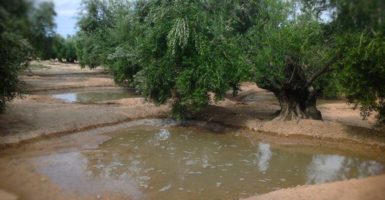 Olivar en regadío de la provincia de Jaén.