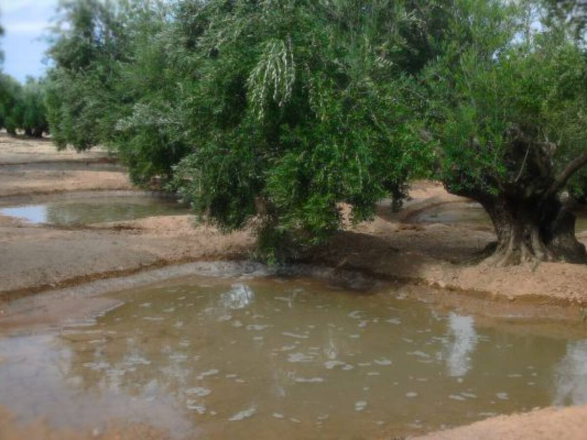 El riego extraordinario del olivar se amplía todavía más