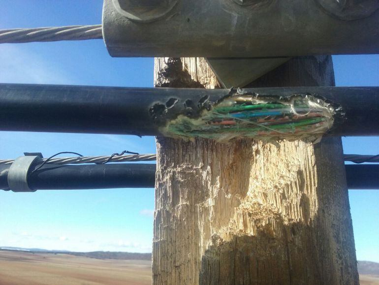 Imagen de un poste y un cable de teléfonos afectados por los pájaros picapinos en la zona de La Yunta.