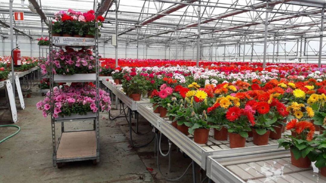 Plantas donadas por la Fundación Personas