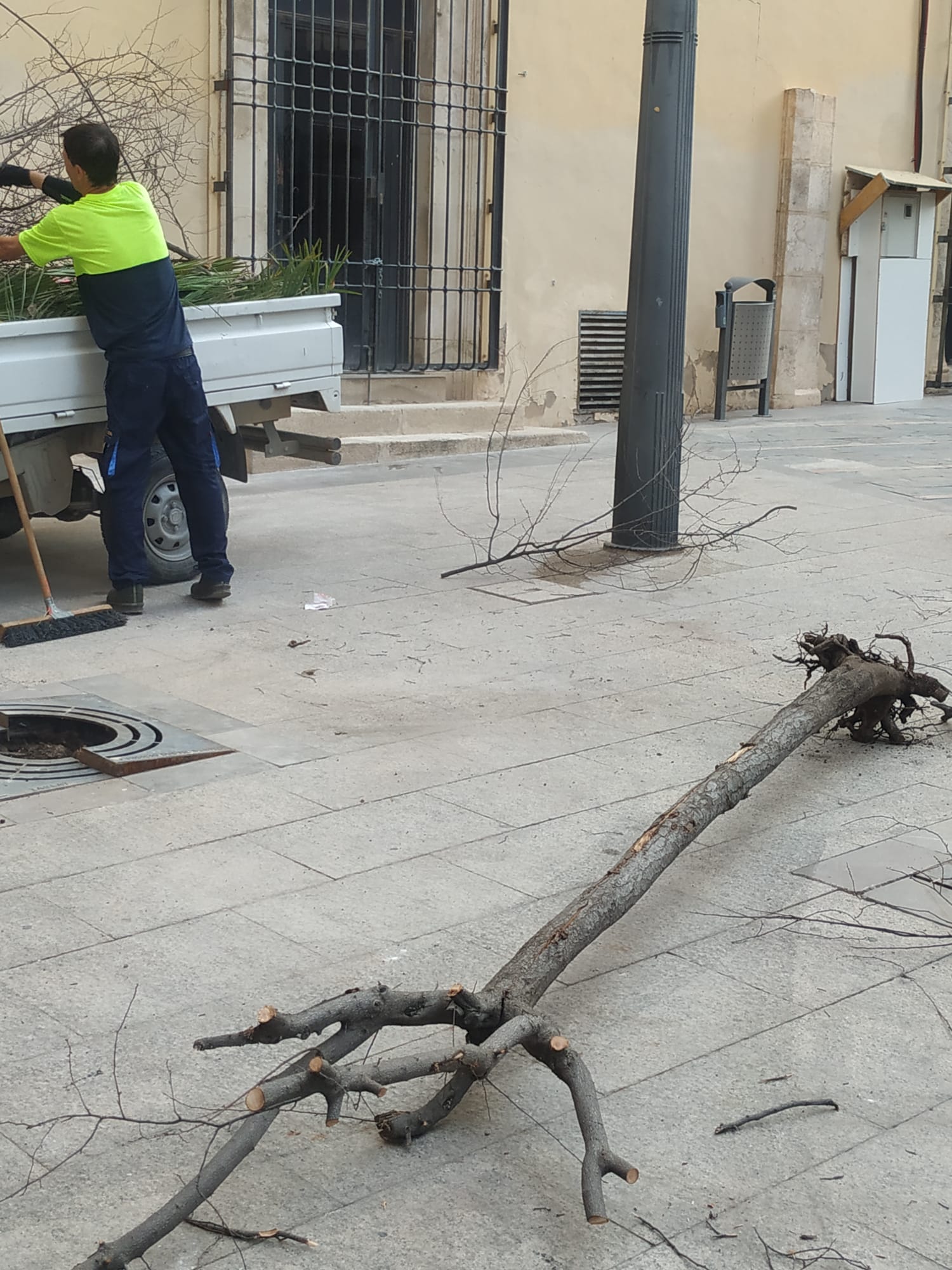 Retirada de los árboles afectados