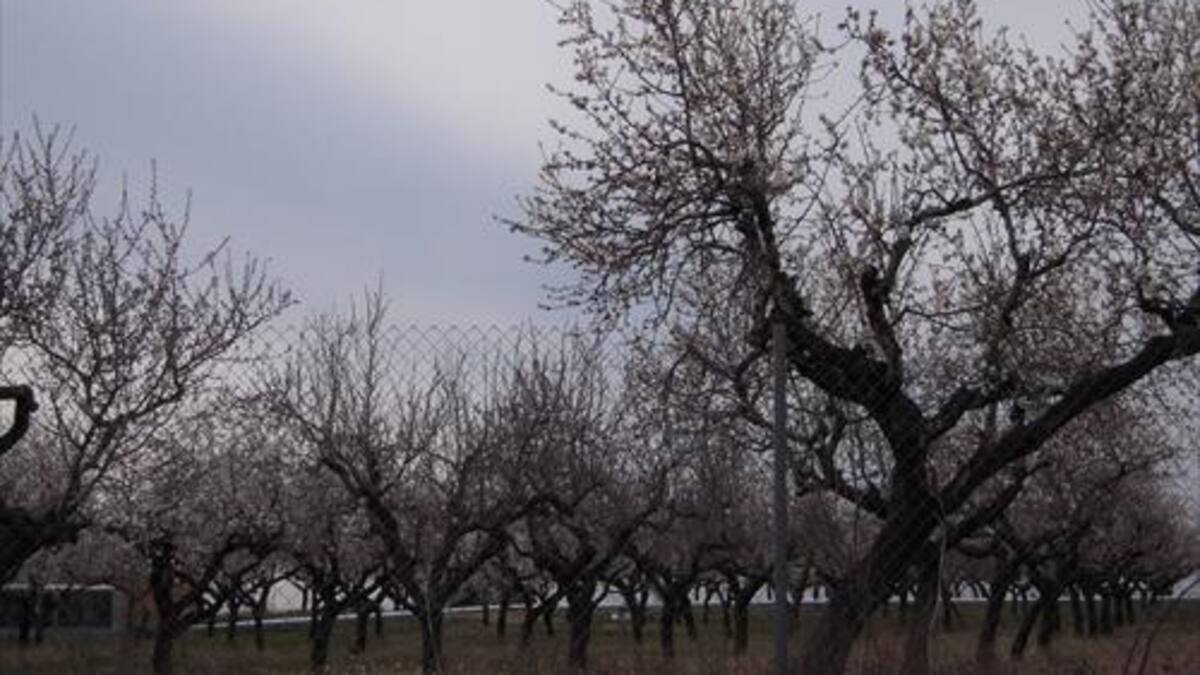 El cultivo del almendro orgánico podría aumentar hasta un 59% sus ingresos