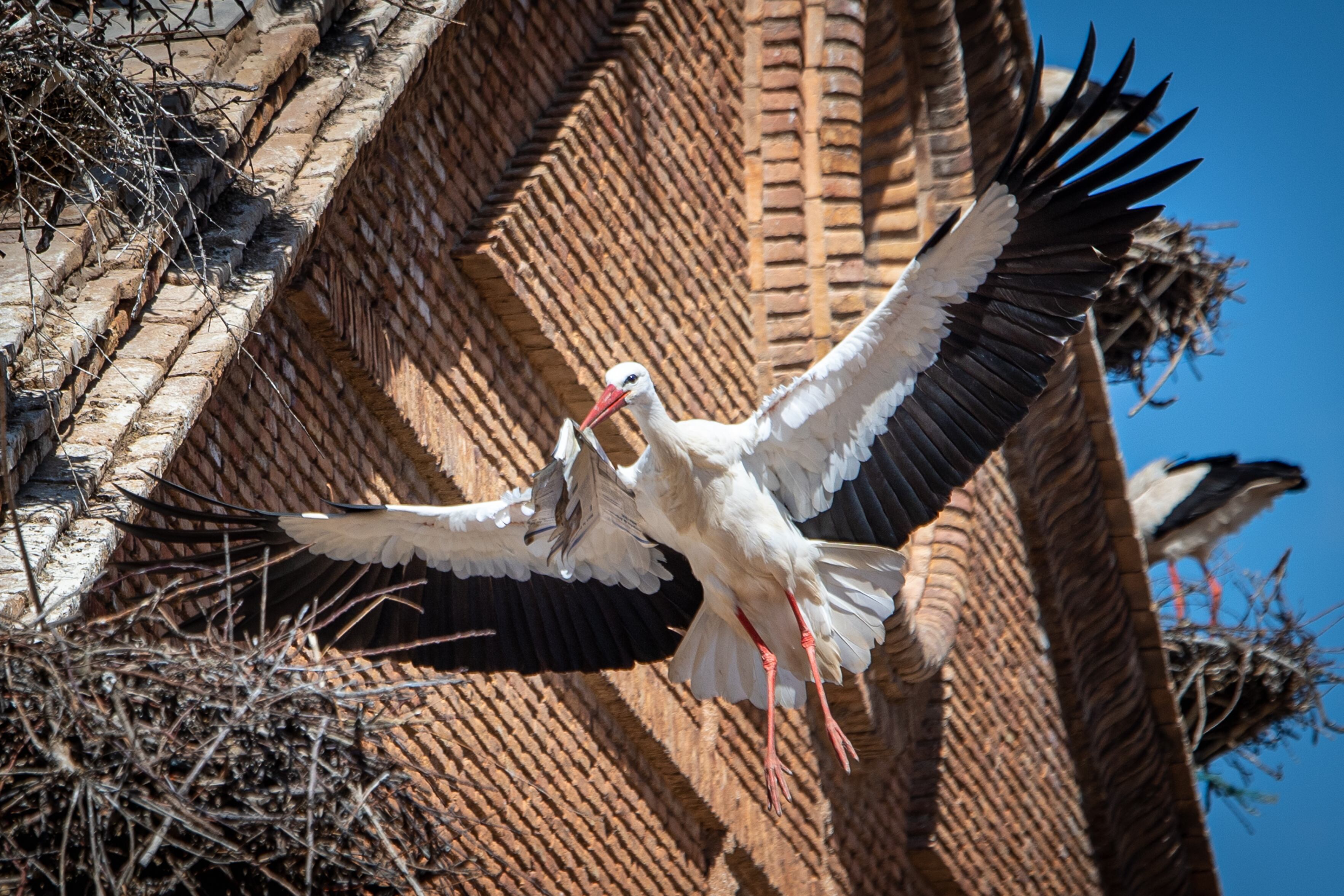 GRAF9017. ALFARO (LA RIOJA), 16/04/2023.- El cielo de Alfaro (La Rioja) revive esta primavera el "crotoreo" del millar de ejemplares de cigüeña blanca llegadas desde África, en cuya Colegiata de San Miguel se asienta la mayor colonia urbana de Europa de esta especie en un único edificio, con más de un centenar de parejas.- EFE/Raquel Manzanares