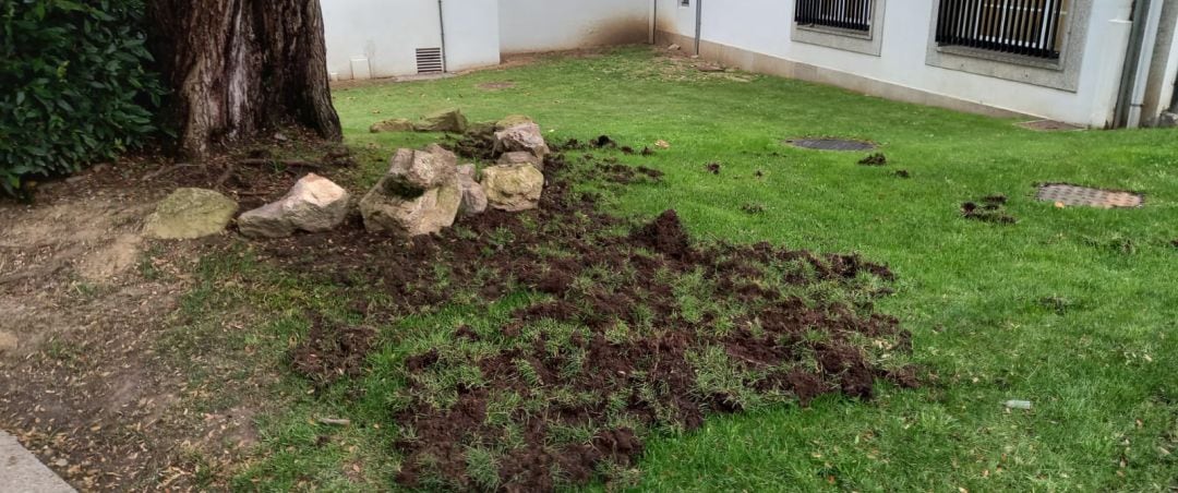 Desperfectos causados por los jabalíes