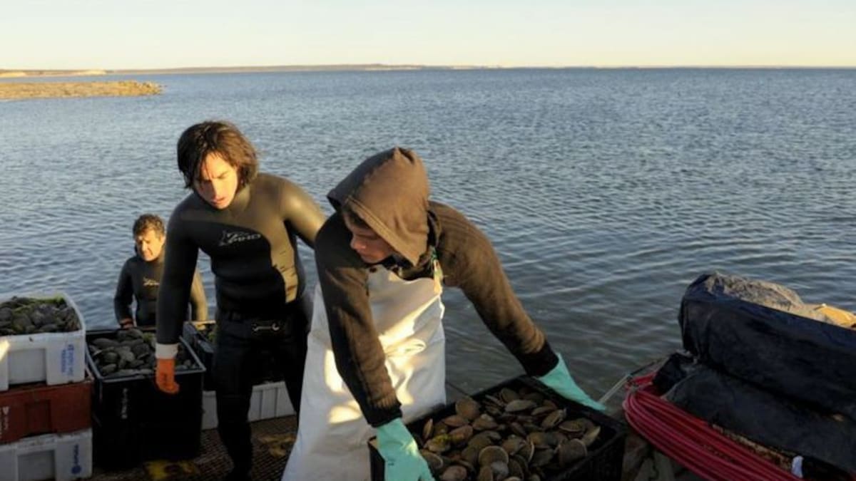 La Marea Roja sigue en la Ría de Pontevedra