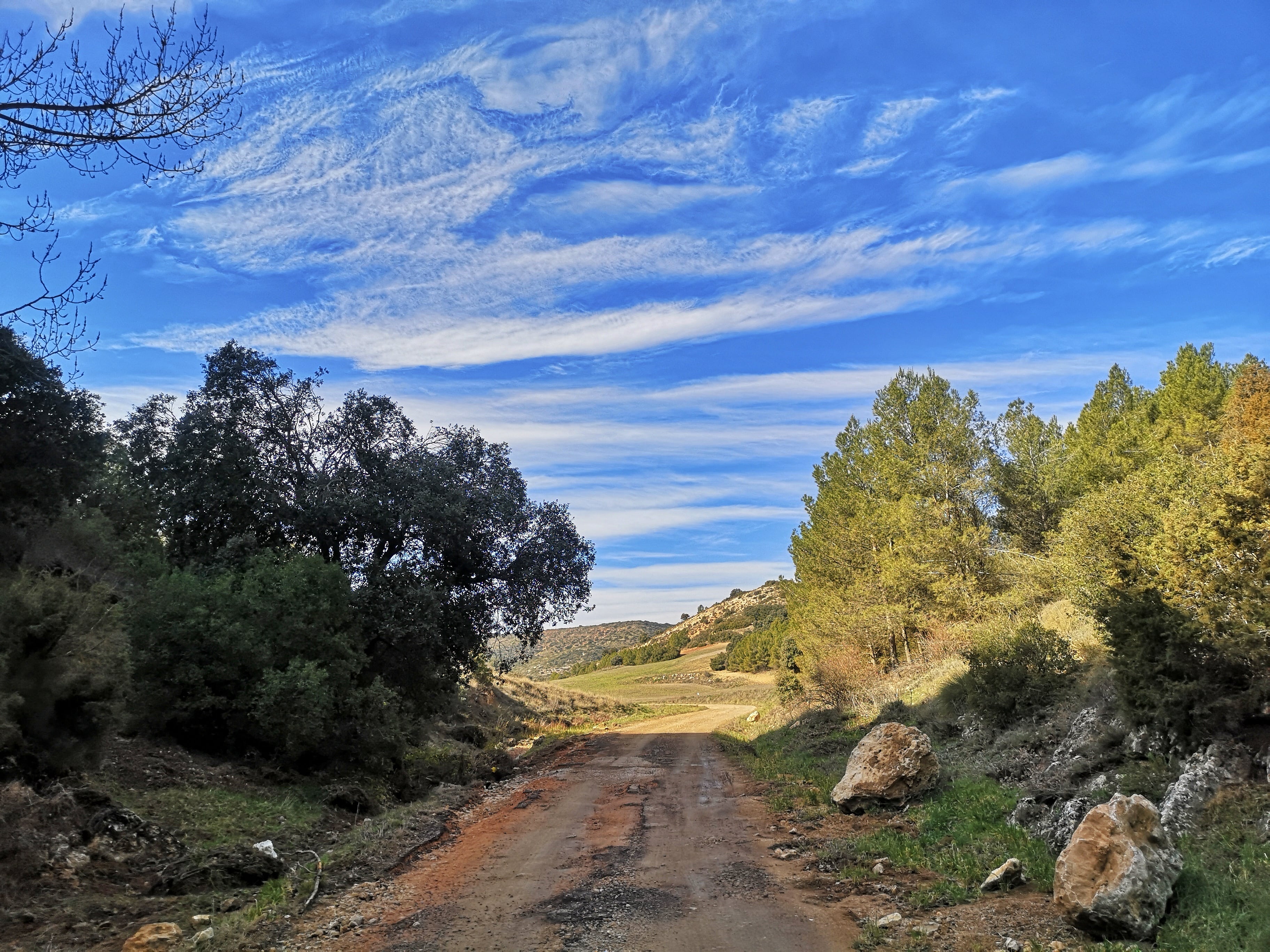 De camino, entre sabinares, a la Fuente de las Sabinas en Barajas de Melo (Cuenca).