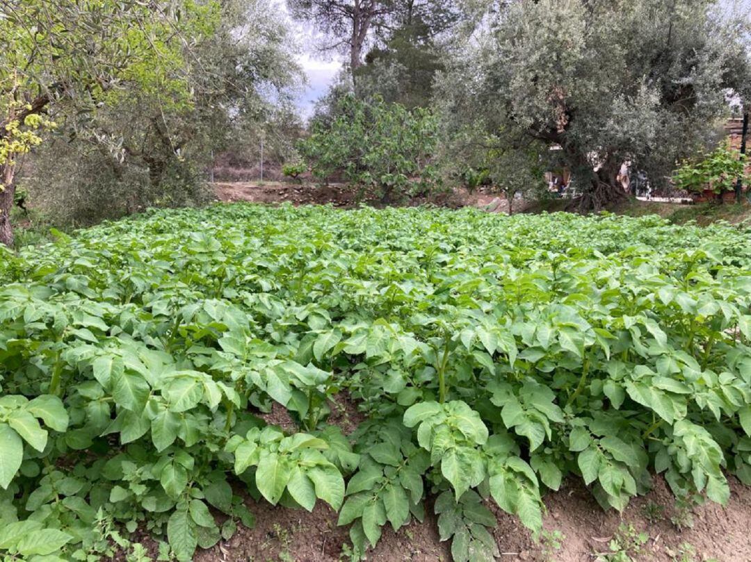 Cultivo tradicional en la zona del Argos