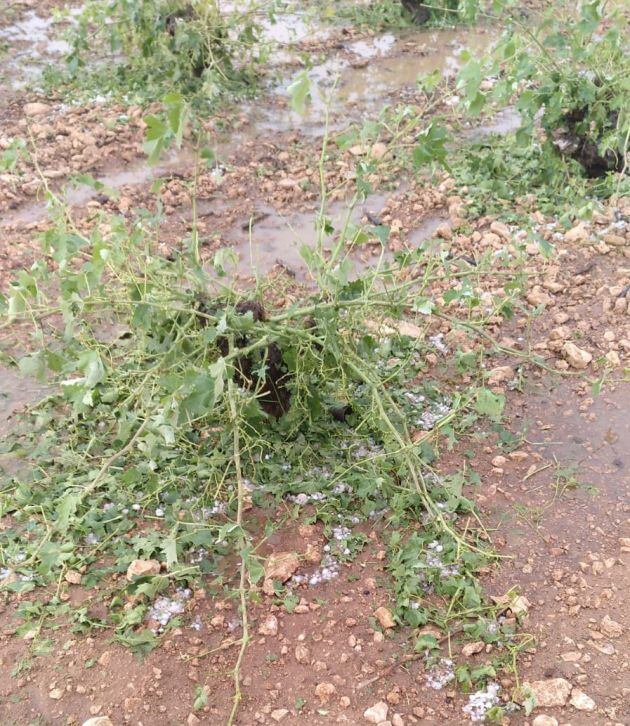 Viñedo afectado por el granizo