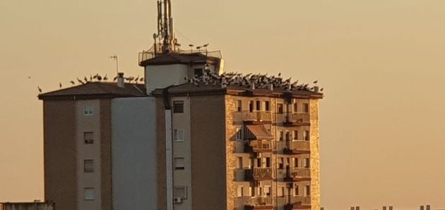 Cigüeñas posadas en el tejado de un edificio de Linares.