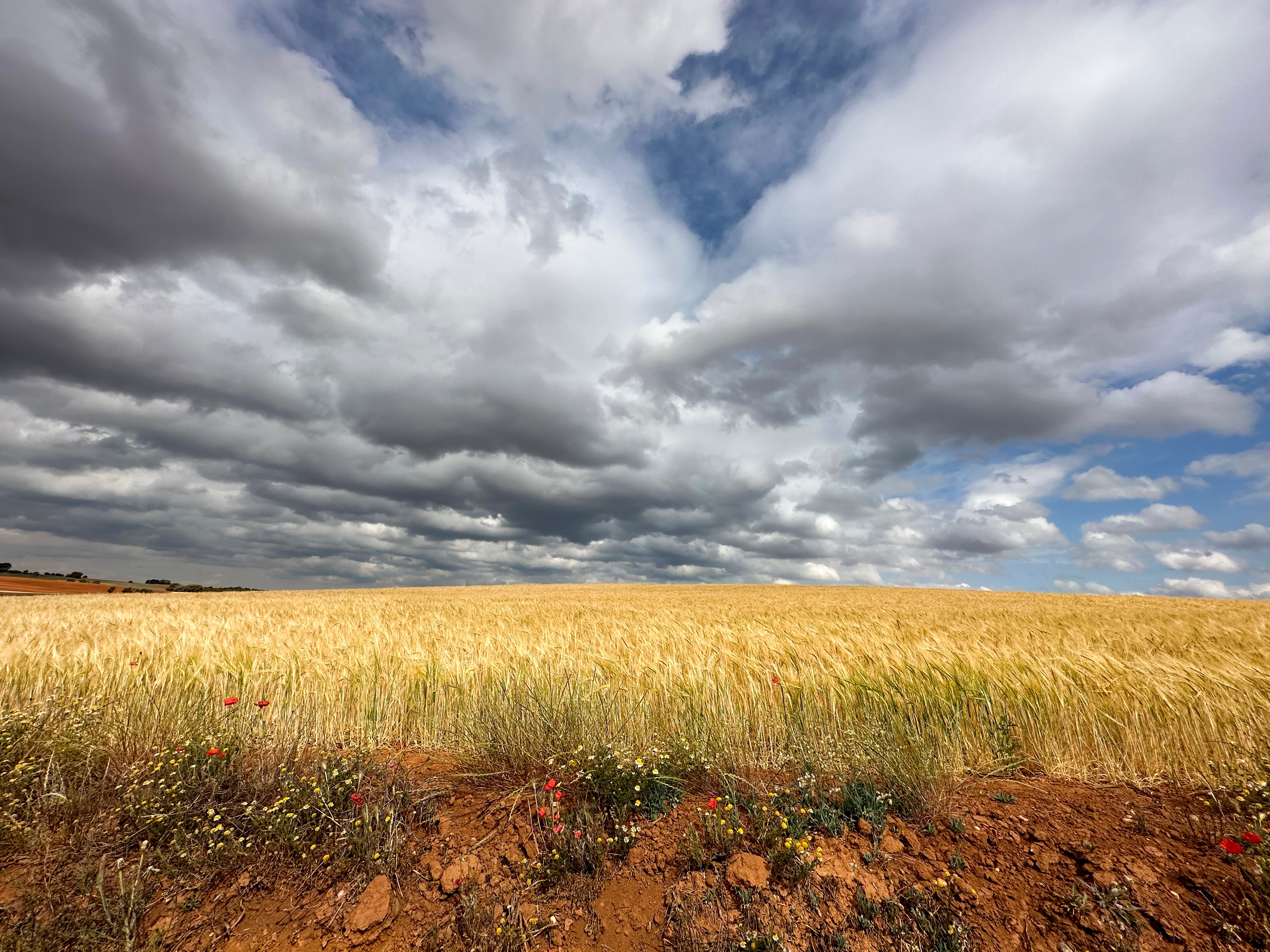 Castilla-La Mancha firma un acuerdo junto a ASAJA y UPA para gestionar las zonas ZEPA