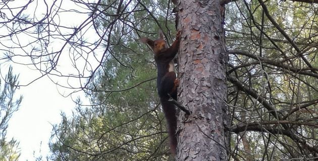 Ardillas entre la fauna que veremos en esta ruta.