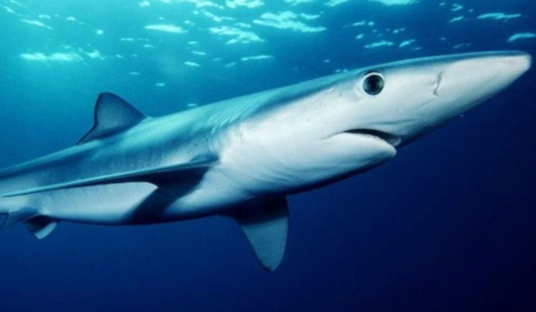 Las tintoreras se están dejando ver en las costas vascas en las últimas semanas.