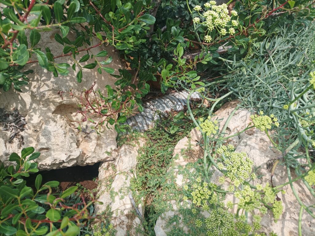 Canonada semioculta d'on provenen els vessaments d'aigües residuals a Cap d'en Font.