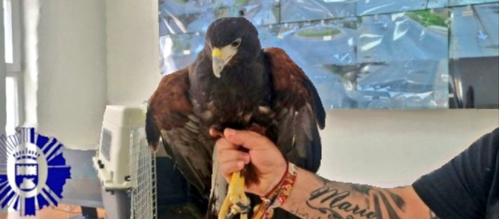 El águila Harris rescatada en el parque V Centenario