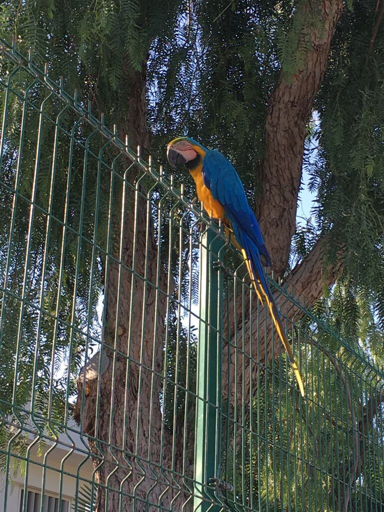 Imagen del loro en la valla del colegio de Santa Gertrudis