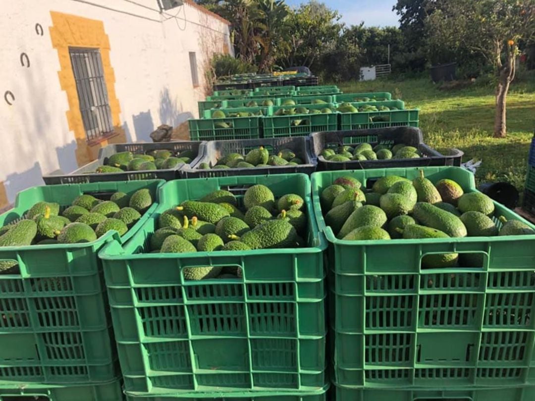 Cientos de kilos de aguacates del Campo Gibraltar recién recolectados