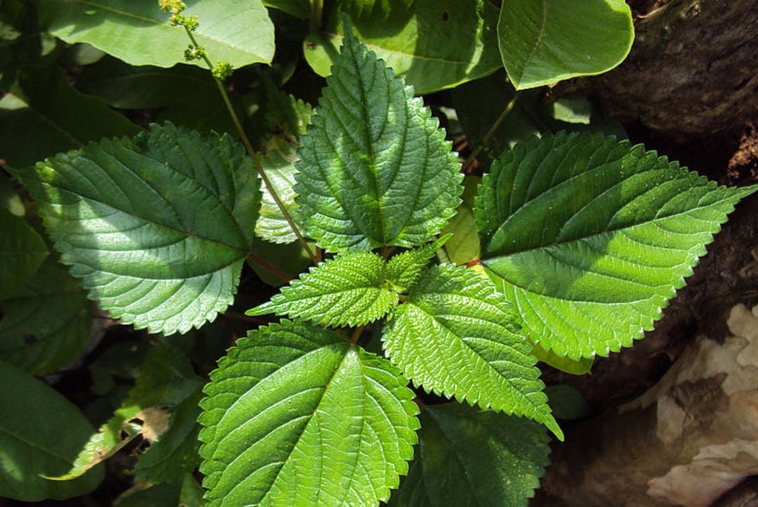 Hojas de ortiga (&#039;Urtica parviflora&#039;).