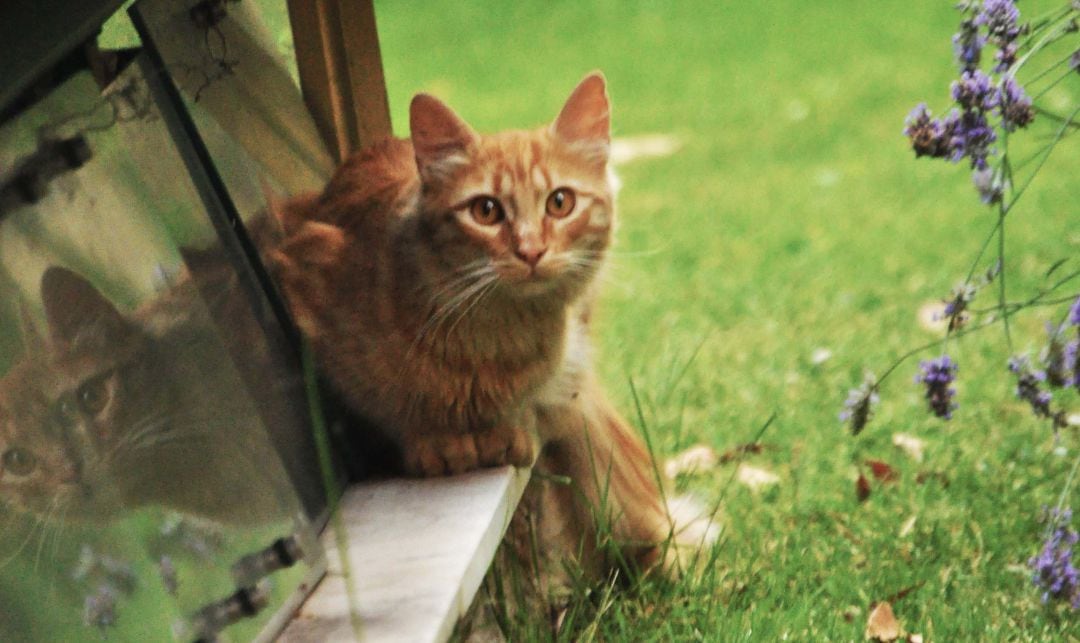 Los gatos podrían ser clave en el control de plagas de ratas en las ciudades