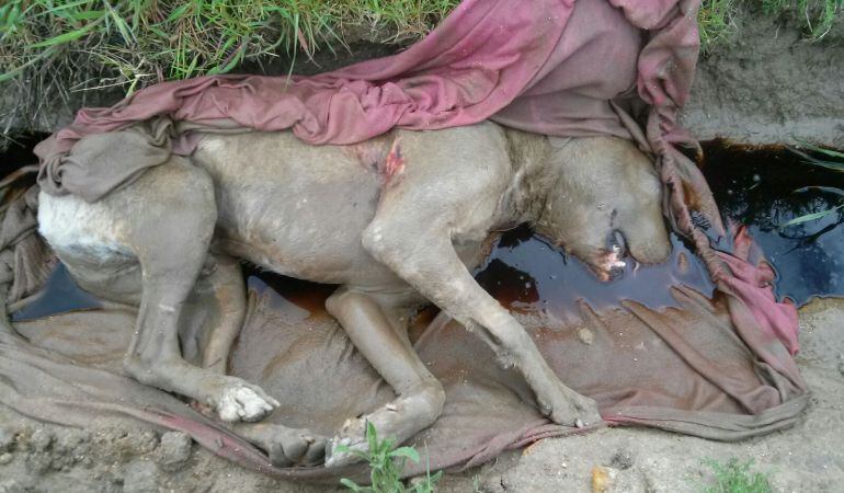 El perro encontrado en el Camino de La Mula de Fuenlabrada tras morir a consecuencia de una paliza.