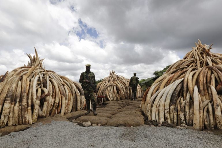 Varios agentes del Servicio de Conservación de la Fauna keniana (KWS, en sus siglas en inglés) y de vigilancia aduanera patrullan junto a algunas de las incautaciones en el Parque Nacional de Nairobi (Kenia) hoy, 28 de abril de 2016. 