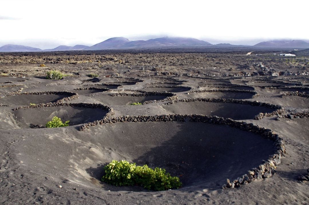 Se recogieron más de 1,3 millones de kilos de uva y se sacaron a la venta más de 1,7 millones de botellas. 