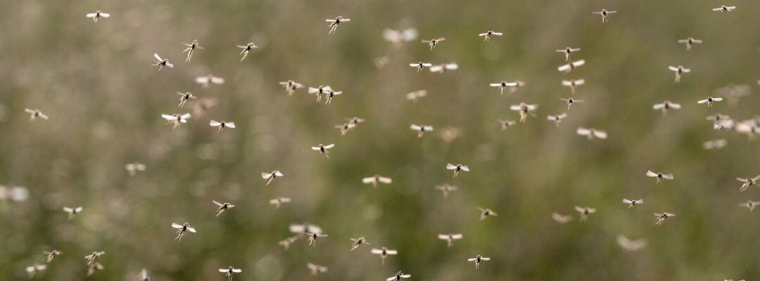 Imagen de archivo de mosquitos