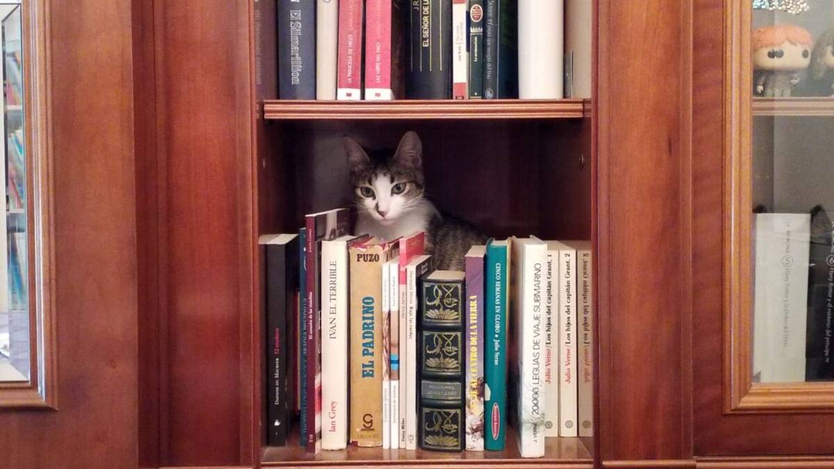 Los gatos de Marina se esconden