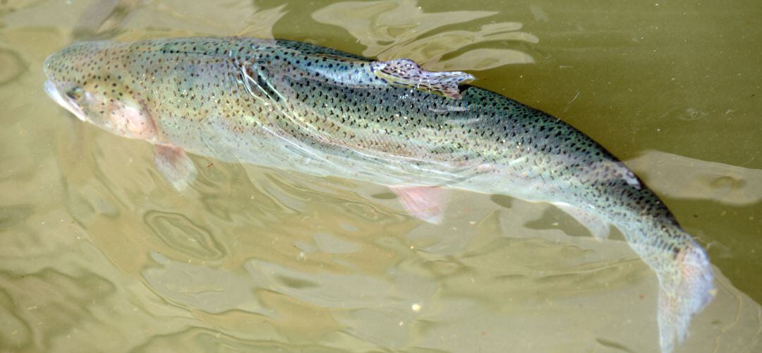 Trucha arco iris procedente de Norteamérica