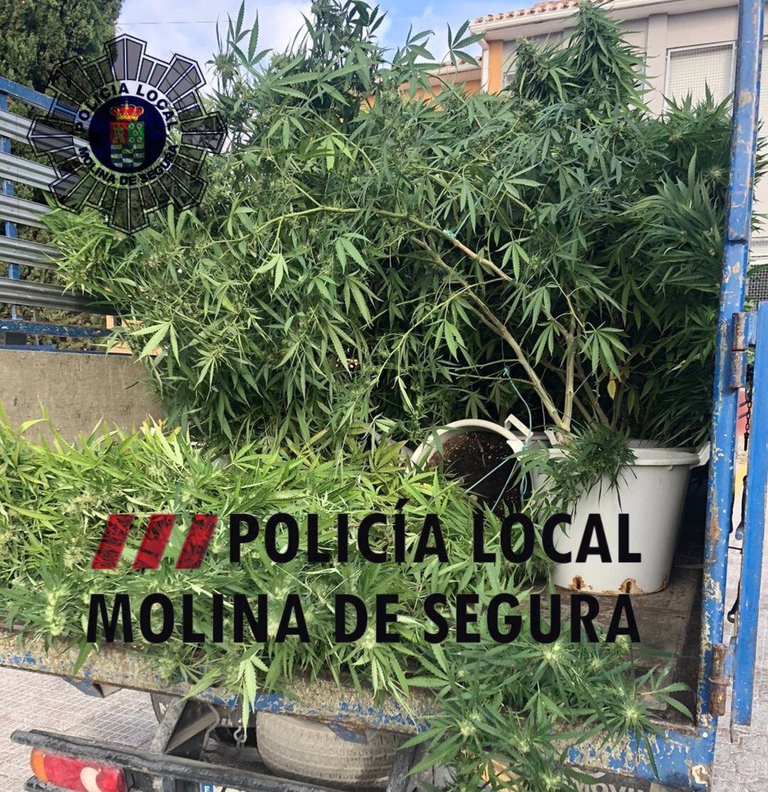 Detenido un joven por cultivar 20 plantas de marihuana en su casa de La Alcayna, en Molina de Segura