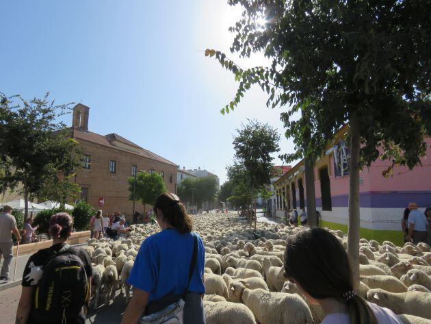 Las merinas de Las Albaidas, en la puerta del Rey Heredia