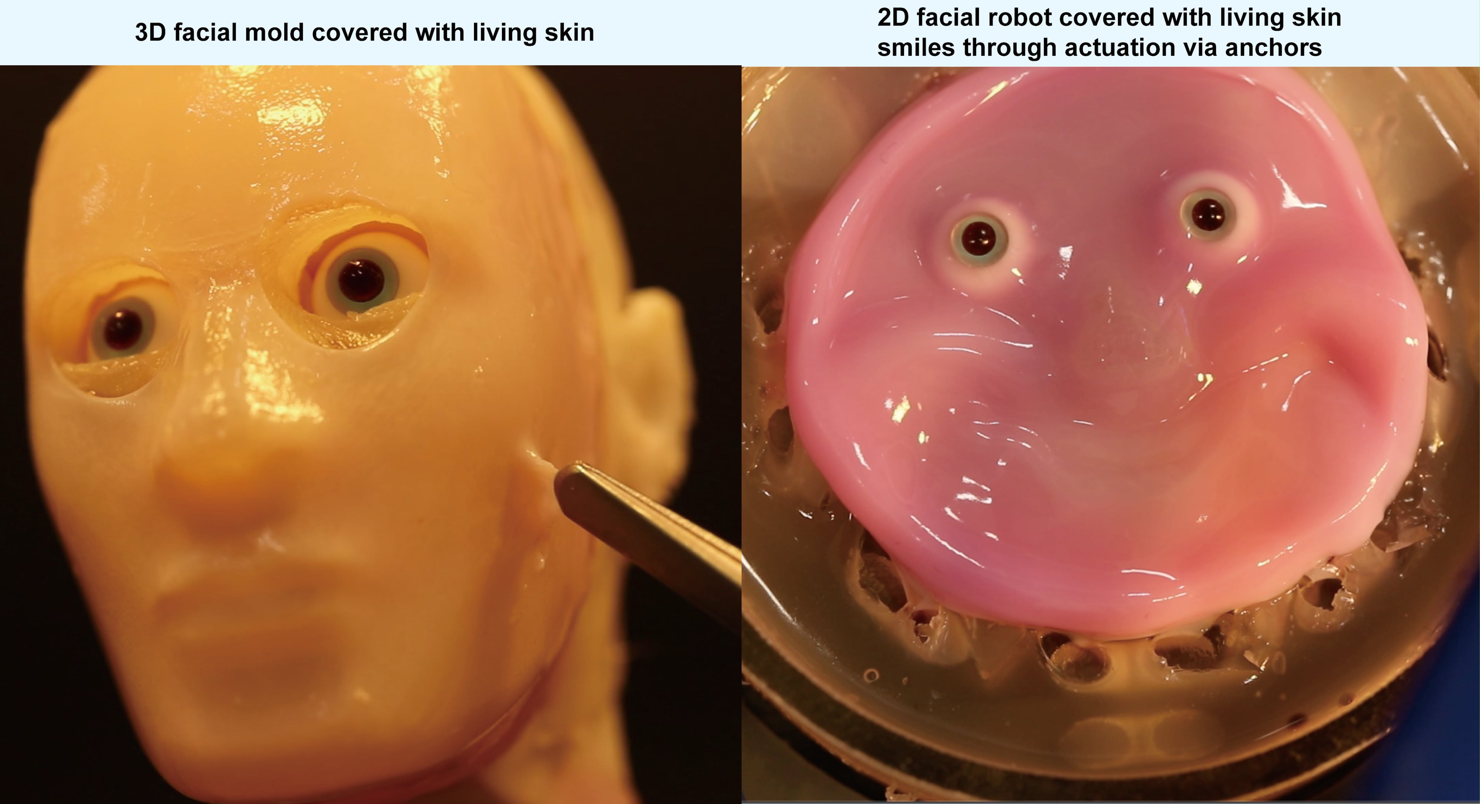 Métodos para unir el tejido de la piel a estructuras sólidas curvas e incluso en movimiento. En la segunda imagen la cara tiene una leve sonrisa. 
©2024 Takeuchi et al. CC-BY-ND