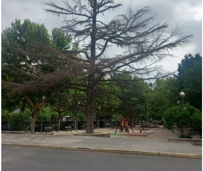 Cedro en la Avenida Martínez de Velasco en Huesca